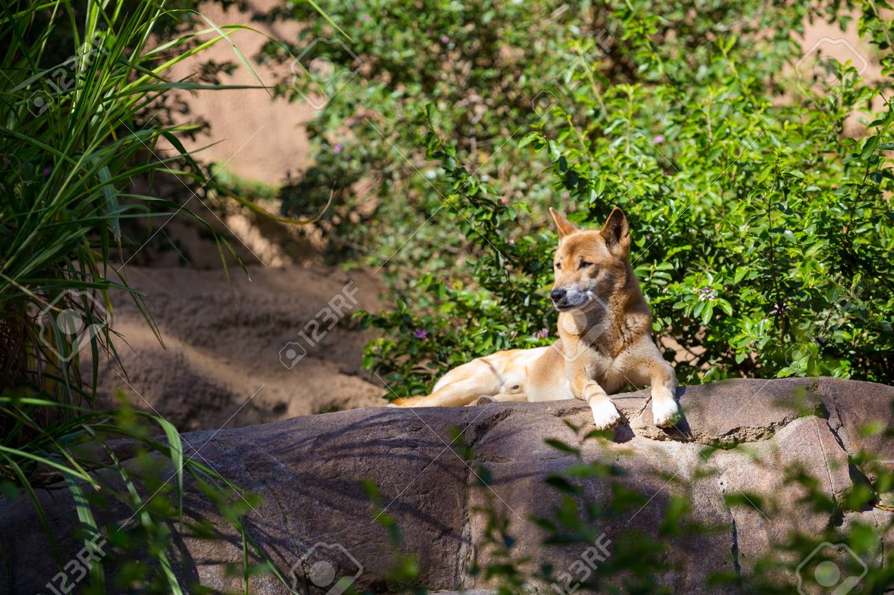 珍しい犬種がカリフォルニアの太陽の下でロックでリラックス の写真素材 画像素材 Image 珍しい犬種がカリフォルニアの太陽の下でロックでリラックス の写真素材 画像素材 Image