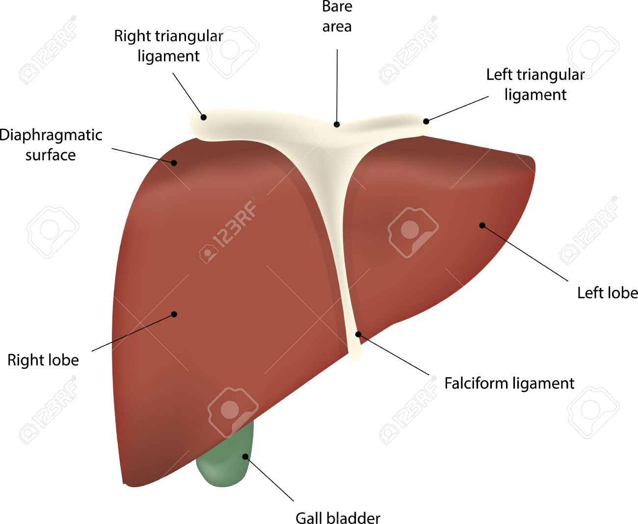 the liver labeled diagram