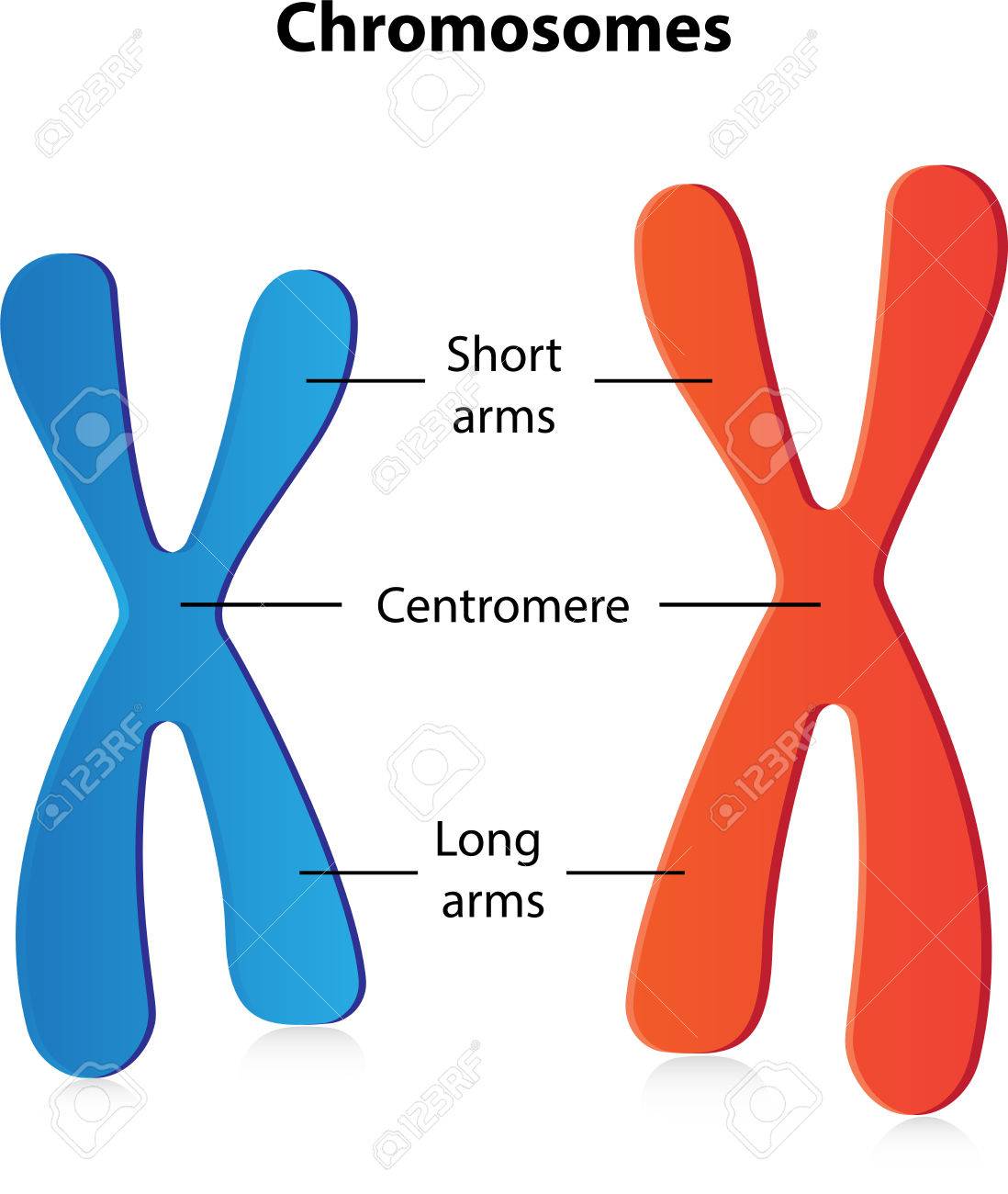 chromosomes labeled diagram royalty free cliparts vectors and