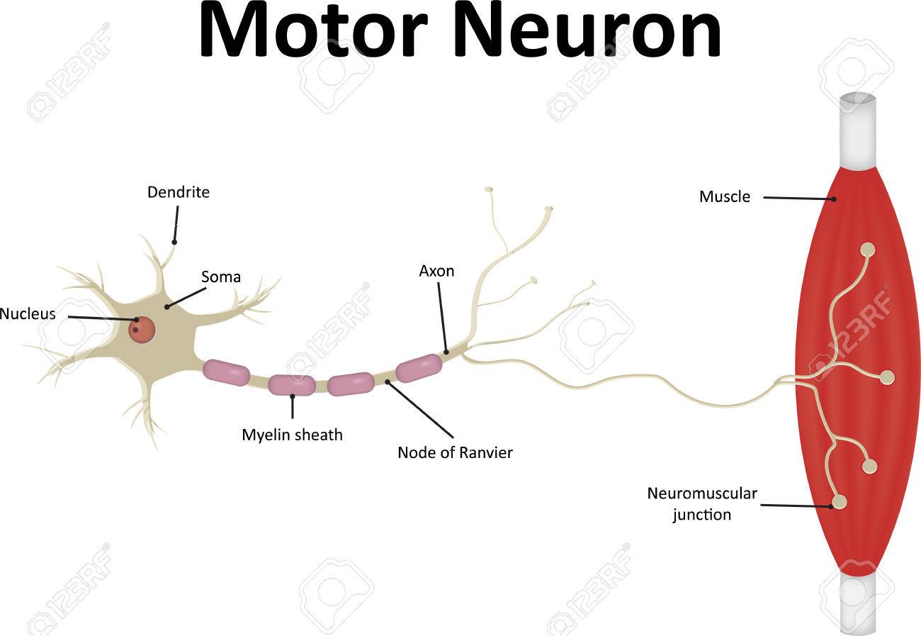 Motor Neurone Labeled Stock Photo Picture And Royalty Free Image Image