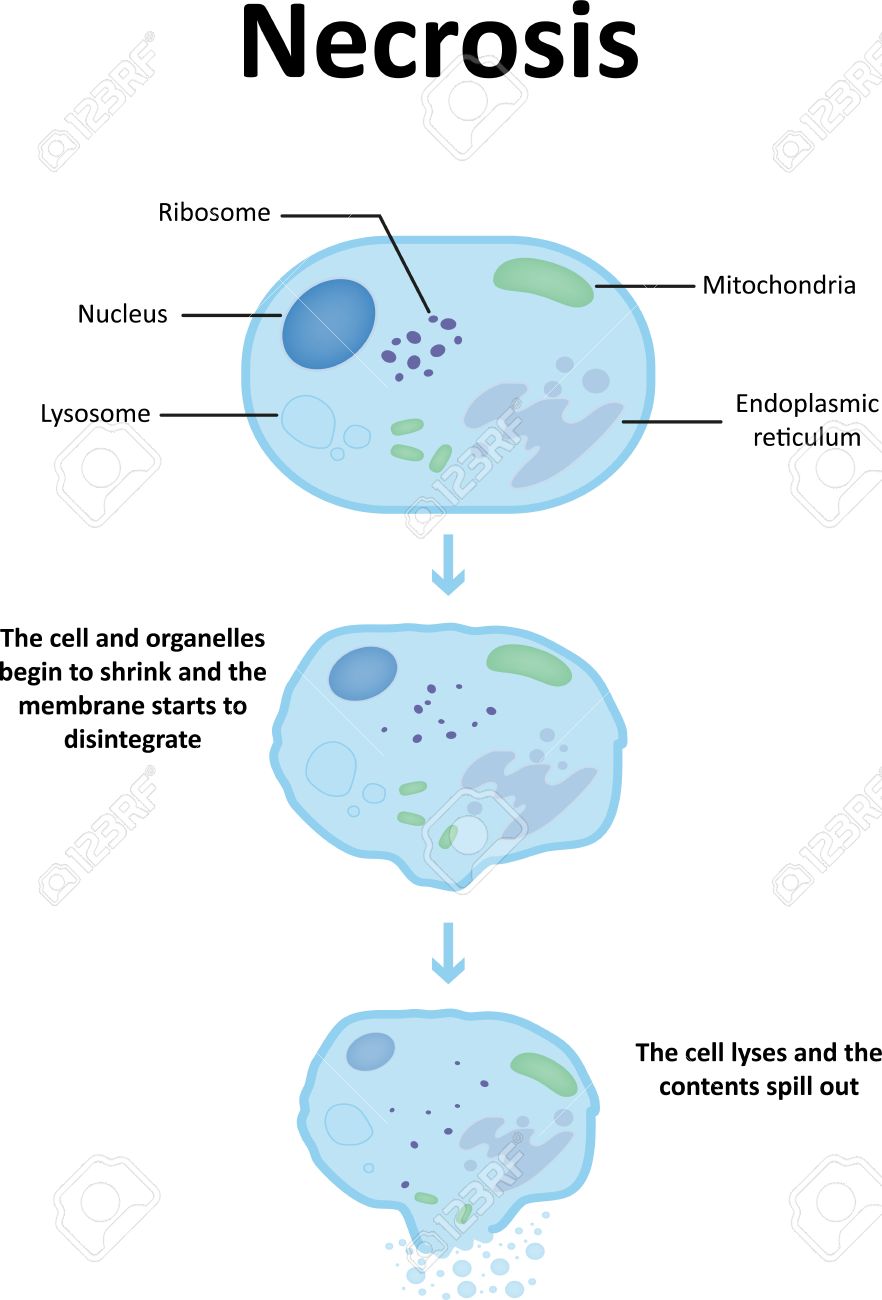Molecular biology notes - Etsy België, image size:882x1300