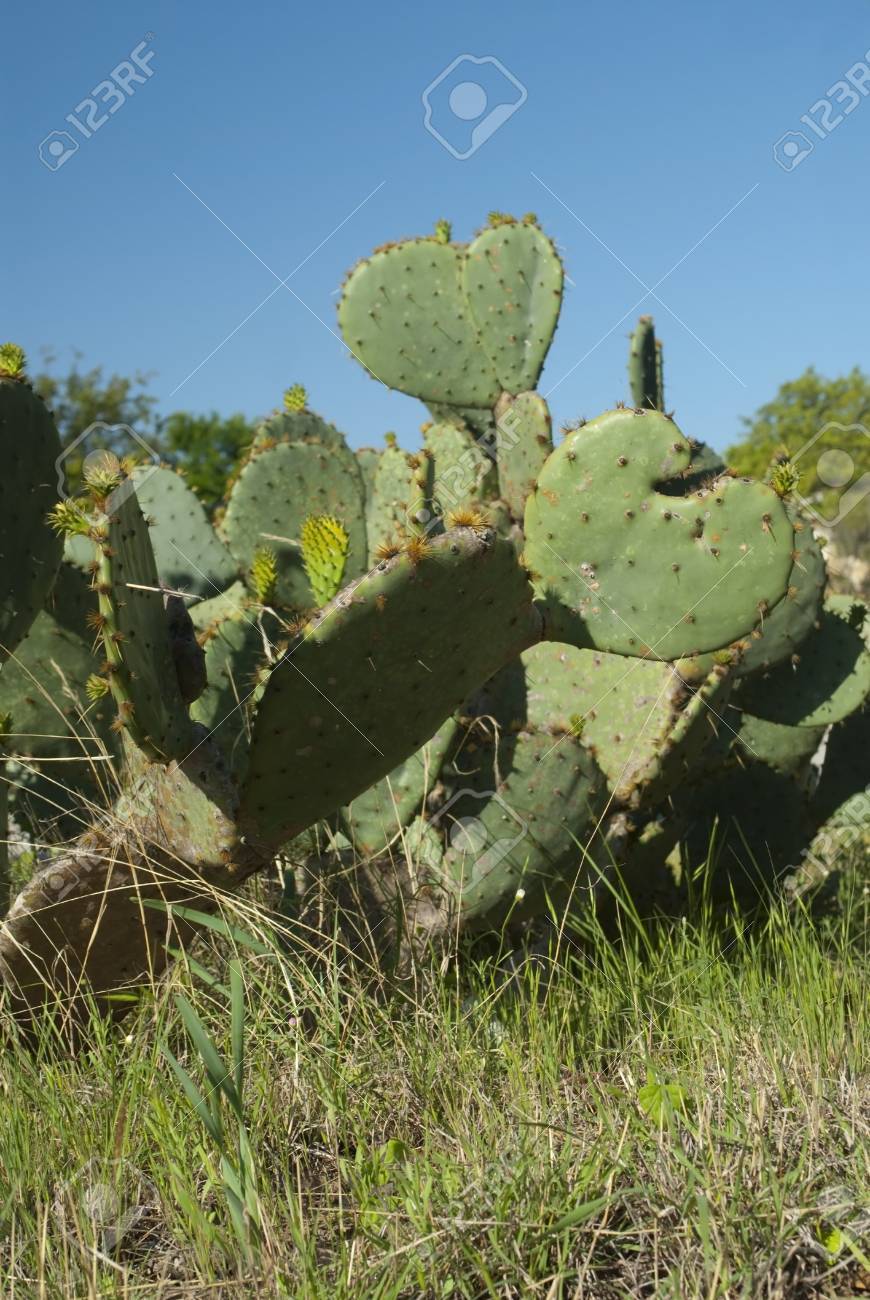 これは 素敵な晴れた日に外のサボテンの束です の写真素材 画像素材 Image