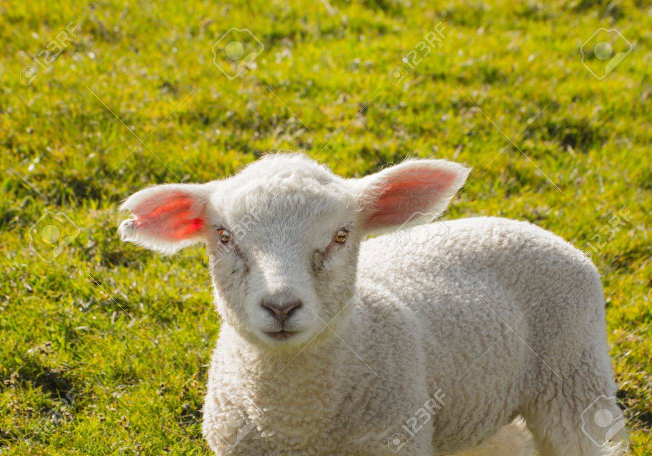 A Young Cute Baby Lamb In Hot Spring Sunshine Stock Photo Picture