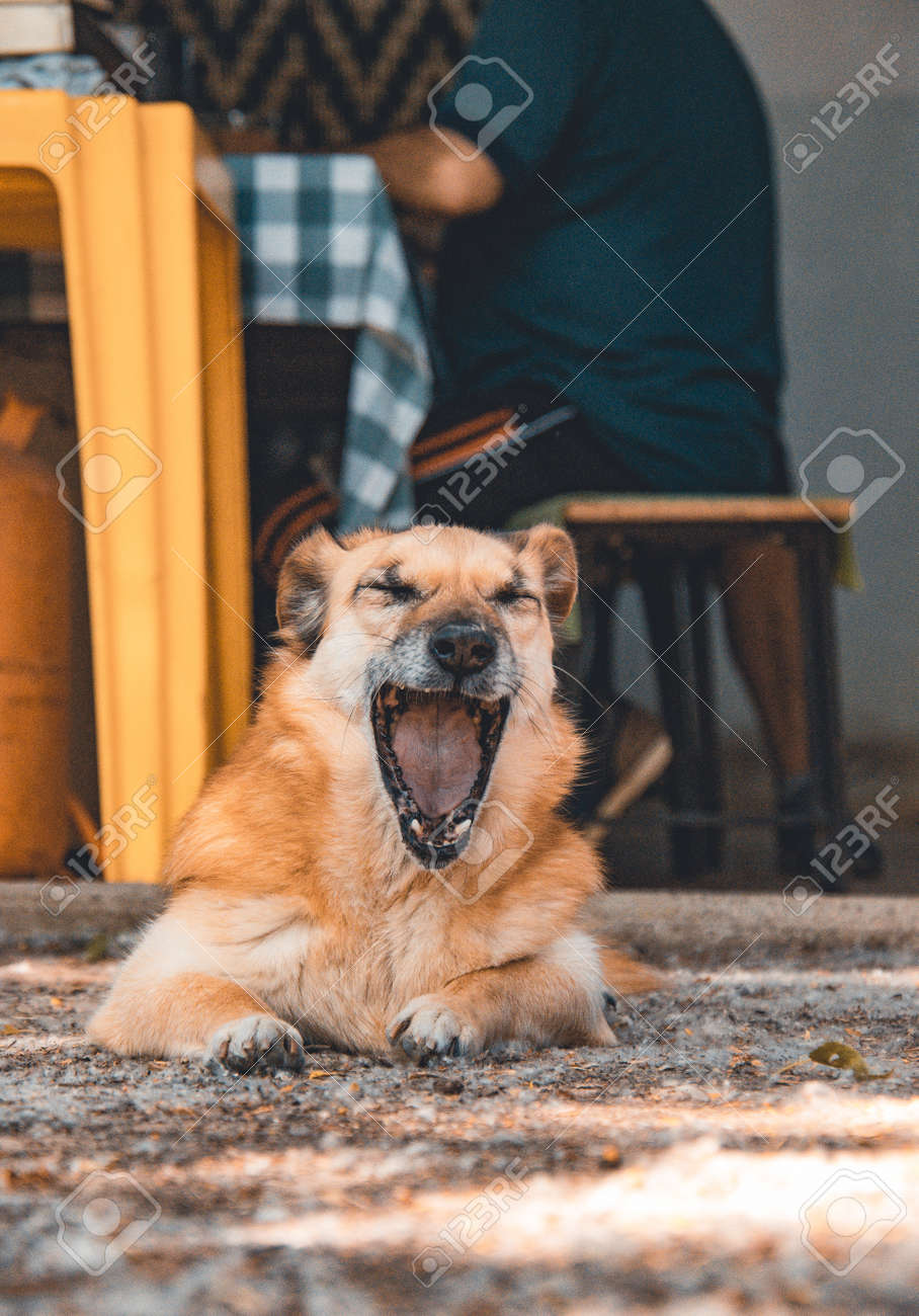 etiam-dictum-ipsum-a-felis