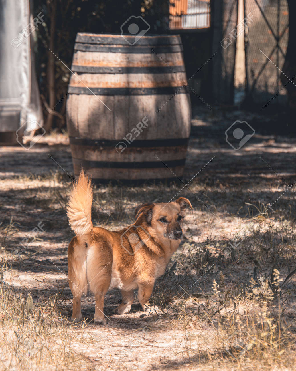 etiam-dictum-ipsum-a-felis