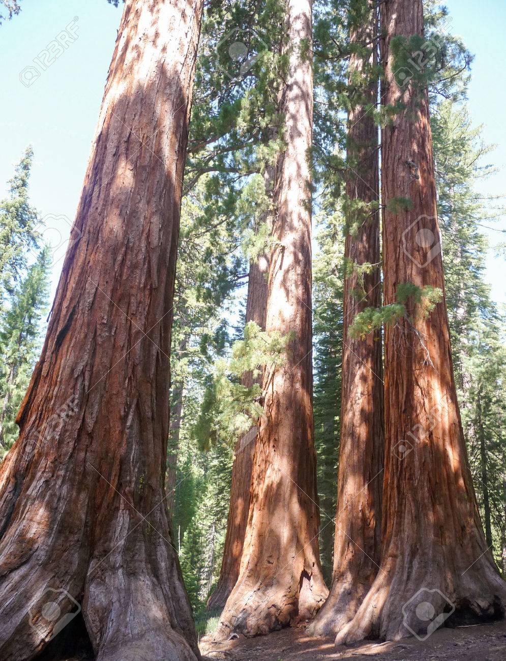 セコイア国立公園 アメリカの大きな木 の写真素材 画像素材 Image セコイア国立公園 アメリカの大きな木 の写真素材 画像素材 Image