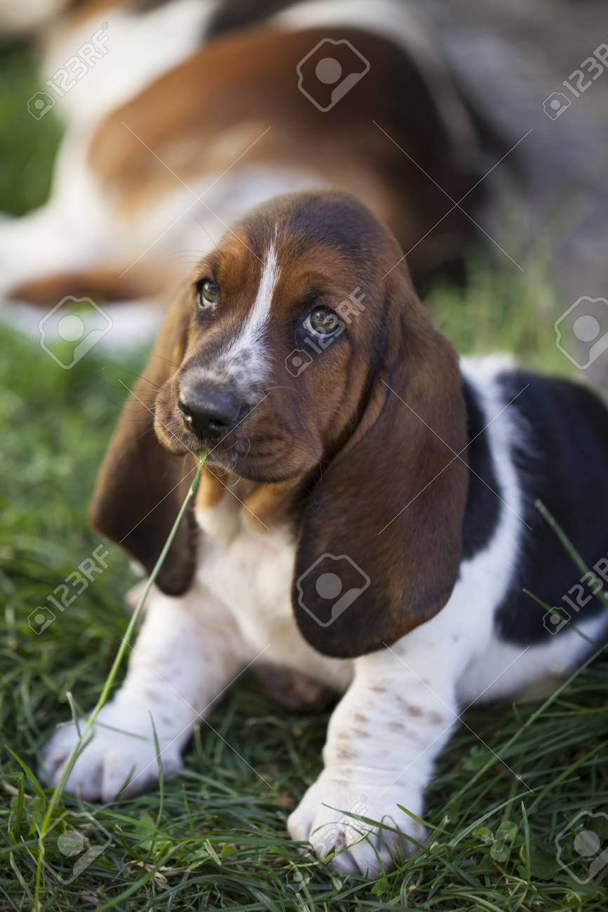 small basset hound