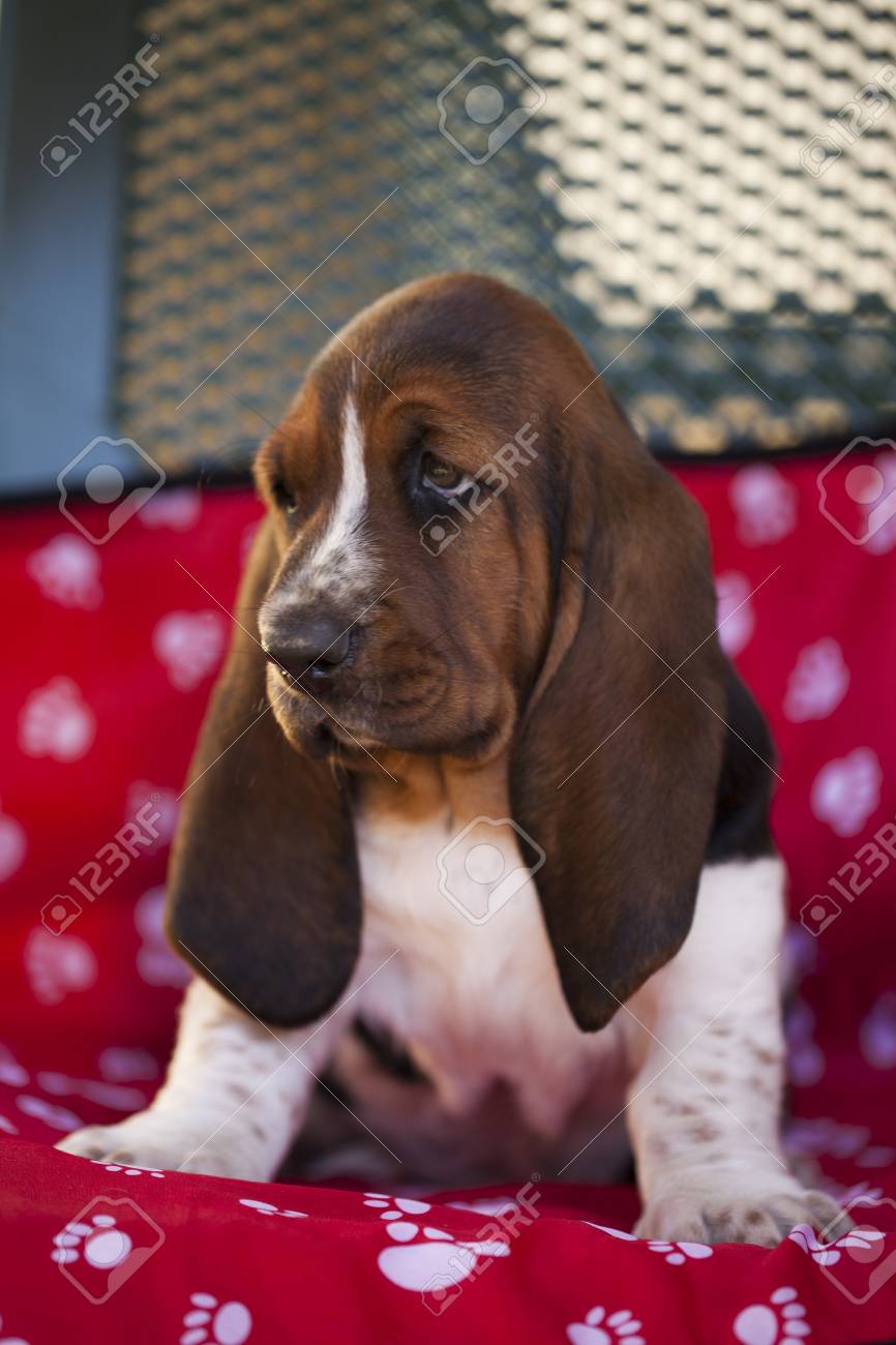 beautiful dog leashes