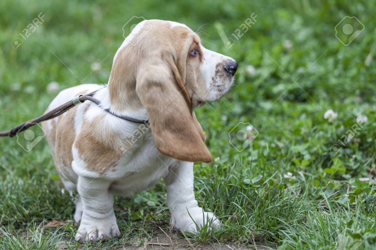 Little Cute Puppy Basset Hound First Time Goes For A Walk Outside Stock Photo Picture And Royalty Free Image Image 86941711