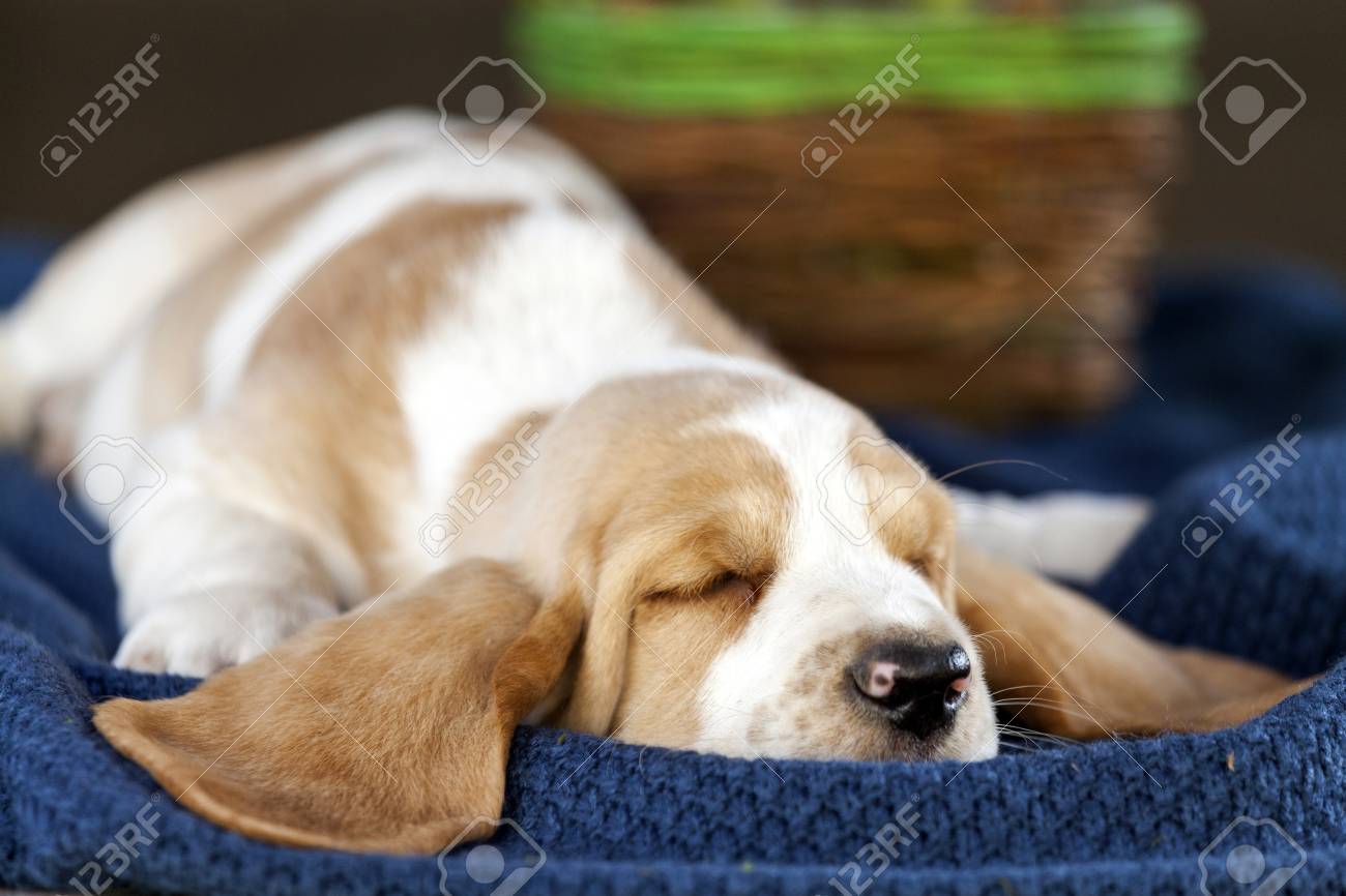 rascal pitbull kennels