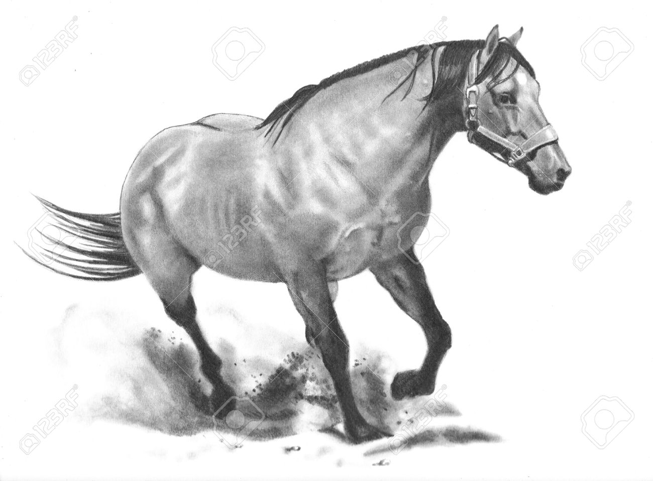Freehand Pencil Drawing Of Running Horse Stock Photo, Picture and Royalty  Free Image. Image 8087796., image size:1300x958