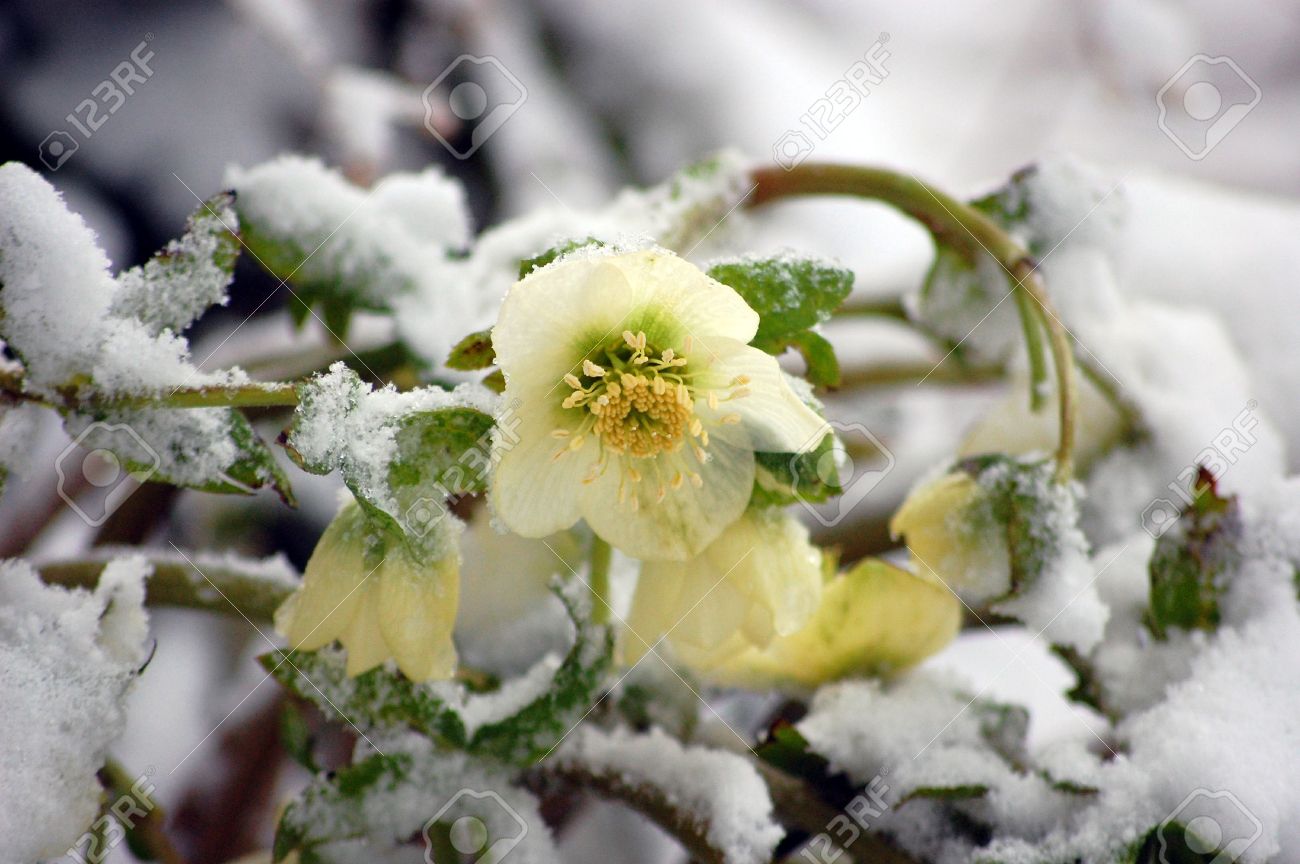 Weisse Nieswurz Blume Sonst Bekannt Als Christmas Rose Bluht Im Schnee Fur Eine Ungewohnliche Florale Foto Lizenzfreie Fotos Bilder Und Stock Fotografie Image 4385342