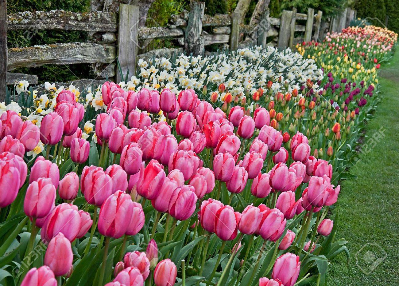 This Image Is A Colorful Spring Floral In The Foreground Showing.. Stock  Photo, Picture And Royalty Free Image. Image 11763706.