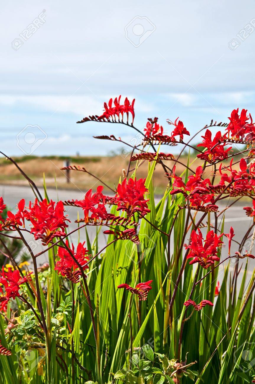 この赤い花は遠く垂直の砂丘と海モントブレチア ルシファー サポニンに関する研究植物と呼ばれる多年生球根は人々 と形式 の写真素材 画像素材 Image 1444