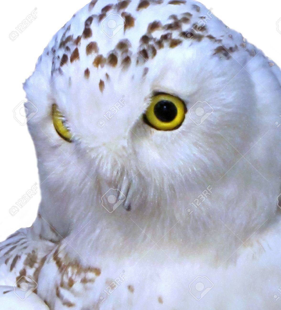Immagini Stock Questo Primo Piano Di Un Gufo Bianco Nevoso E Isolato Su Uno Sfondo Bianco E Nella Famiglia Di Gufi Noti Come Strigidae Ha Sorprendenti Occhi Gialli Image