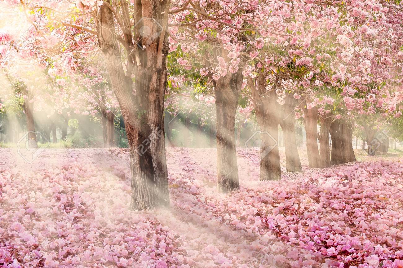 Falling Petal Over The Romantic Tunnel Of Pink Flower Trees / Romantic  Blossom Tree Over Nature Background In Spring Season / Flowers Background  Stock Photo, Picture And Royalty Free Image. Image 78917027.