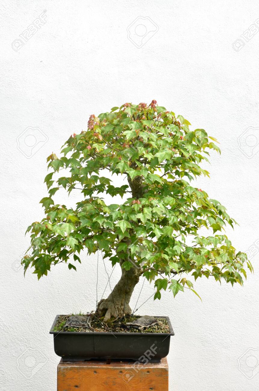 Green Broad Leaved Bonsai Tree In Sunshine On White Background Stock Photo, Picture And Royalty Free Image. Image 143707521. Green Broad Leaved Bonsai Tree In Sunshine On White Background Stock Photo, Picture And Royalty Free Image. Image 143707521.