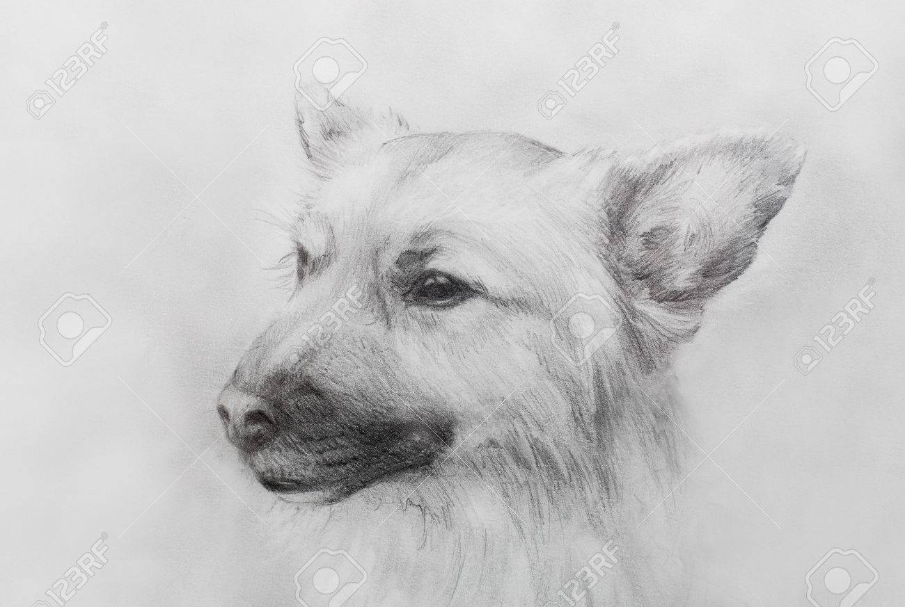 犬古いビンテージ紙に鉛筆犬の肖像画 の写真素材 画像素材 Image