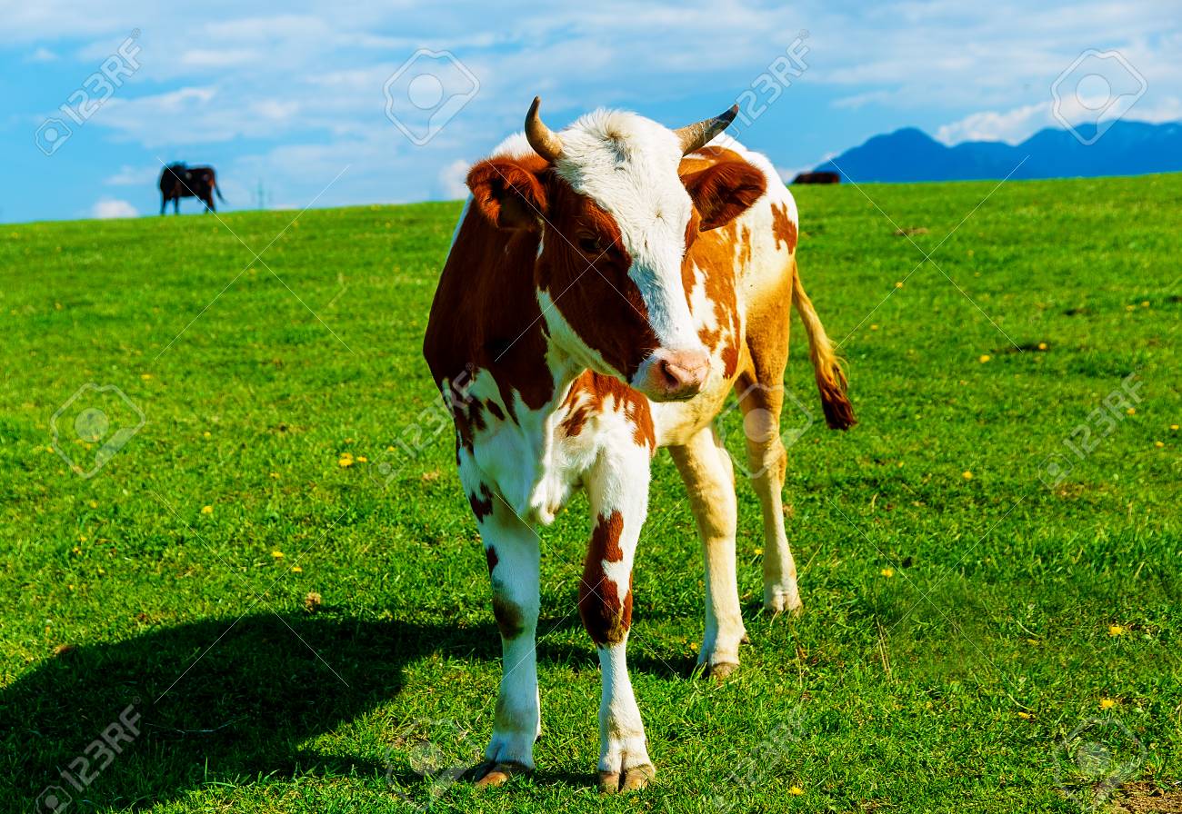 Vaca Pastando En Un Hermoso Prado Verde Con Montanas En El Fondo Fotos Retratos Imagenes Y Fotografia De Archivo Libres De Derecho Image 57977855
