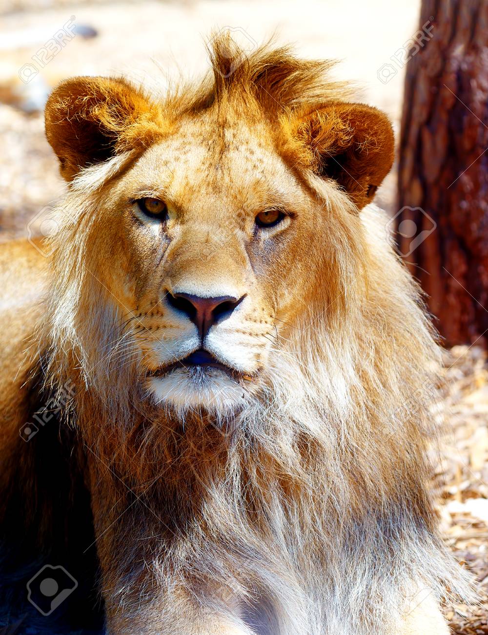 美しいライオンの顔 横顔の肖像画 背景をぼかし の写真素材 画像