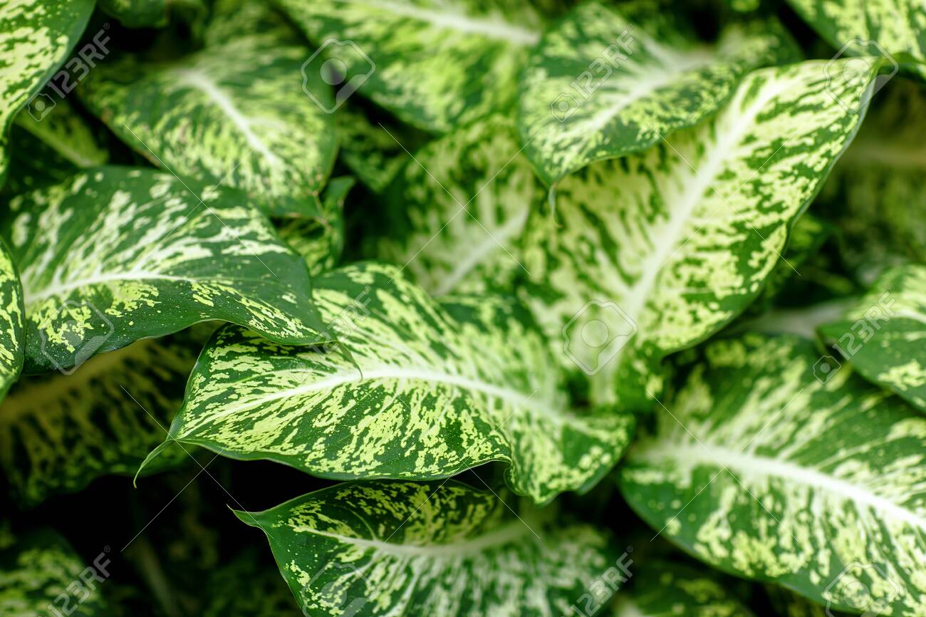 Green And White Leaf Background Plant Dieffenbachia Stock Photo Picture And Royalty Free Image Image 135214445