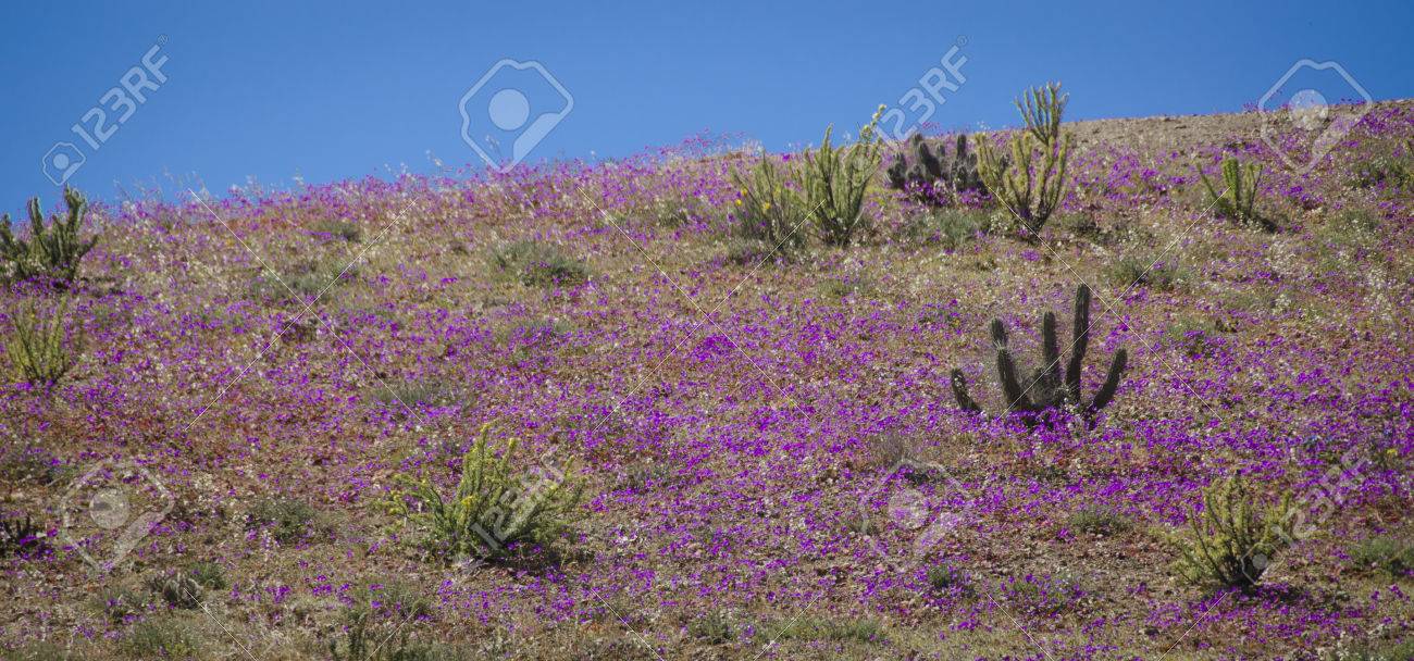 花の開花期間中にアタカマ砂漠の砂漠で の写真素材 画像素材 Image