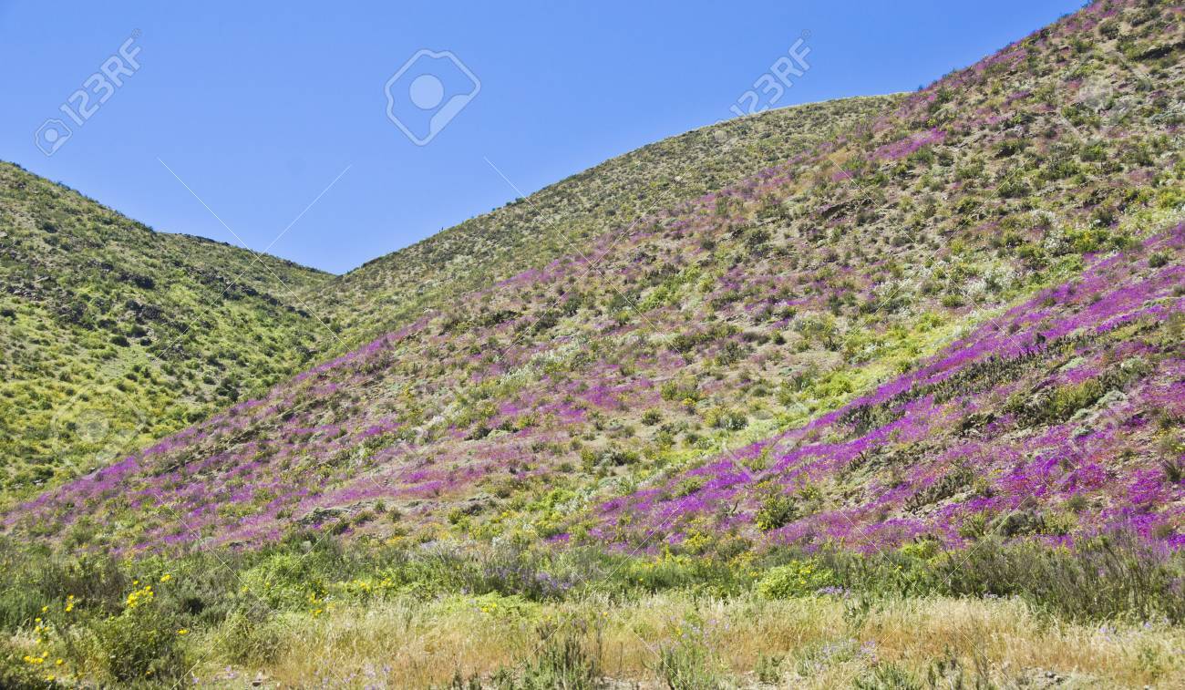 開花期間中にアタカマ砂漠の砂漠の花します の写真素材 画像素材 Image