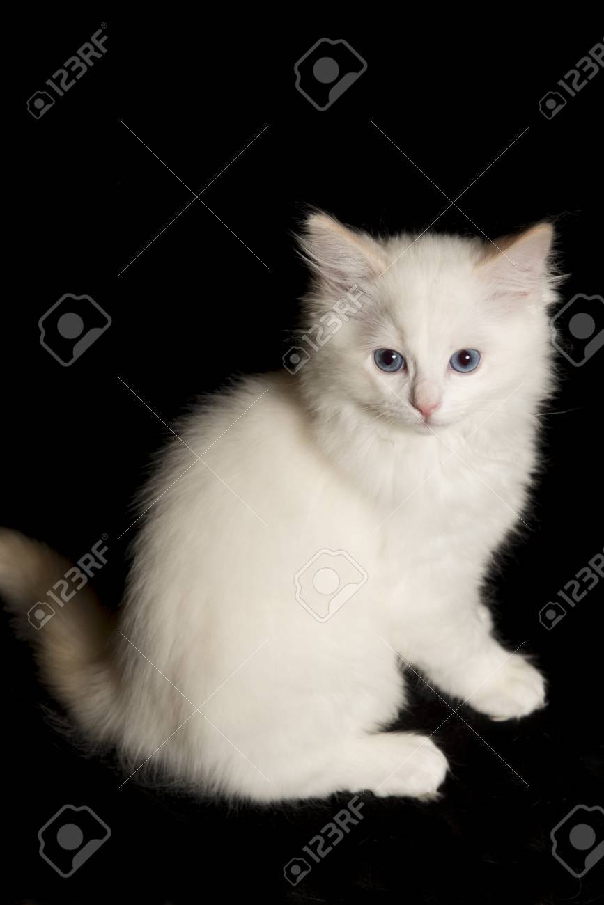 small ragdoll