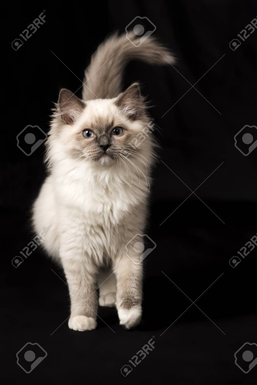 cute ragdoll