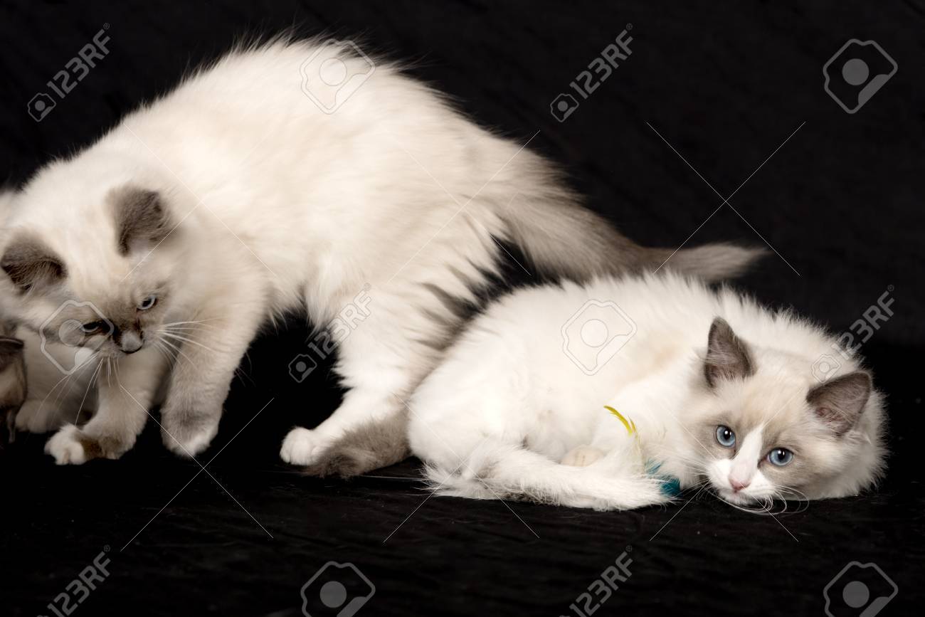 cutest ragdoll kittens stock photo picture and royalty free image