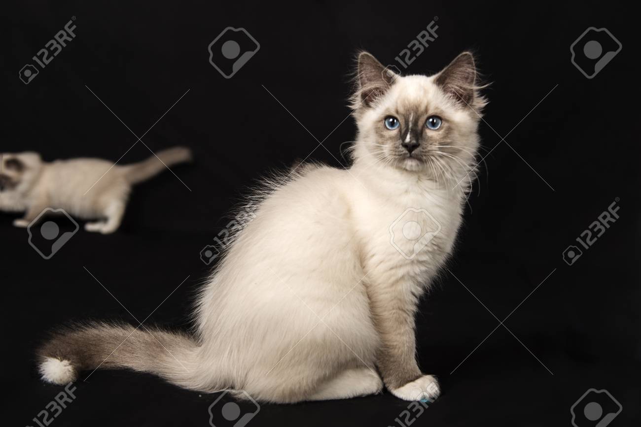 cutest ragdoll kittens stock photo picture and royalty free image