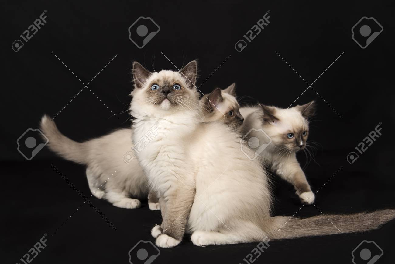 cutest ragdoll kittens stock photo picture and royalty free image