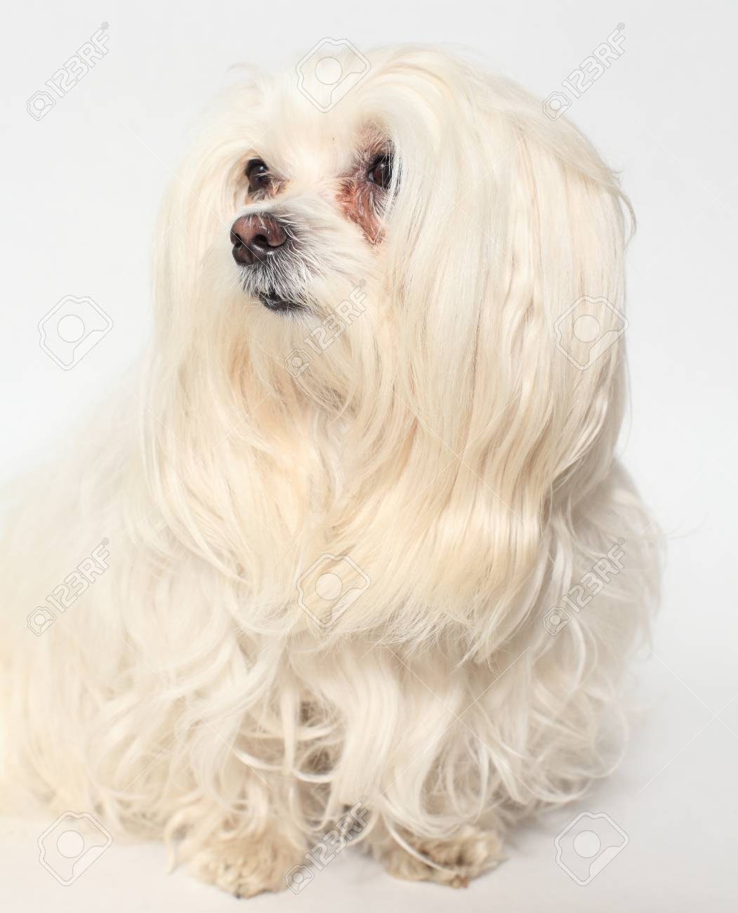 female maltese