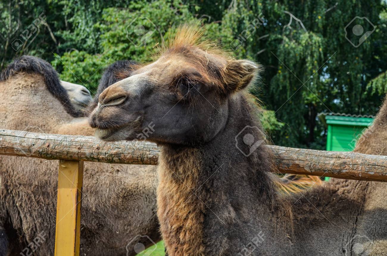 The Face Of A Camel Close-up Of Protruding Hair On The Head Stock Photo, Picture And Royalty Free Image. Image 97633276. The Face Of A Camel Close-up Of Protruding Hair On The Head Stock Photo, Picture And Royalty Free Image. Image 97633276.