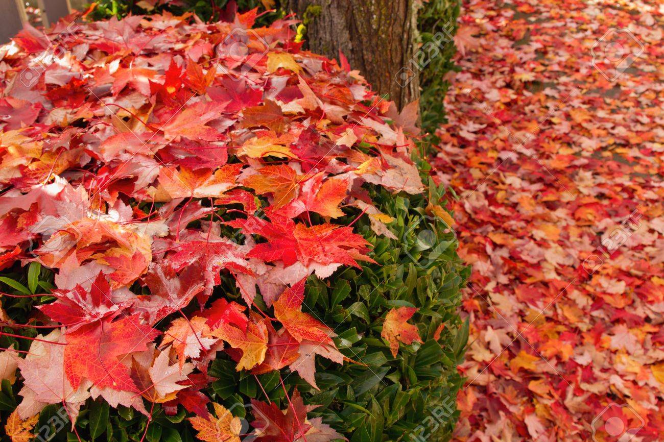 落とされたカエデの木の裏庭の庭の低木の秋に葉します の写真素材 画像素材 Image