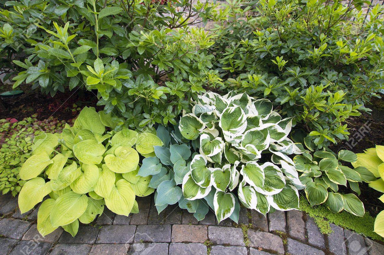variety of hostas plants
