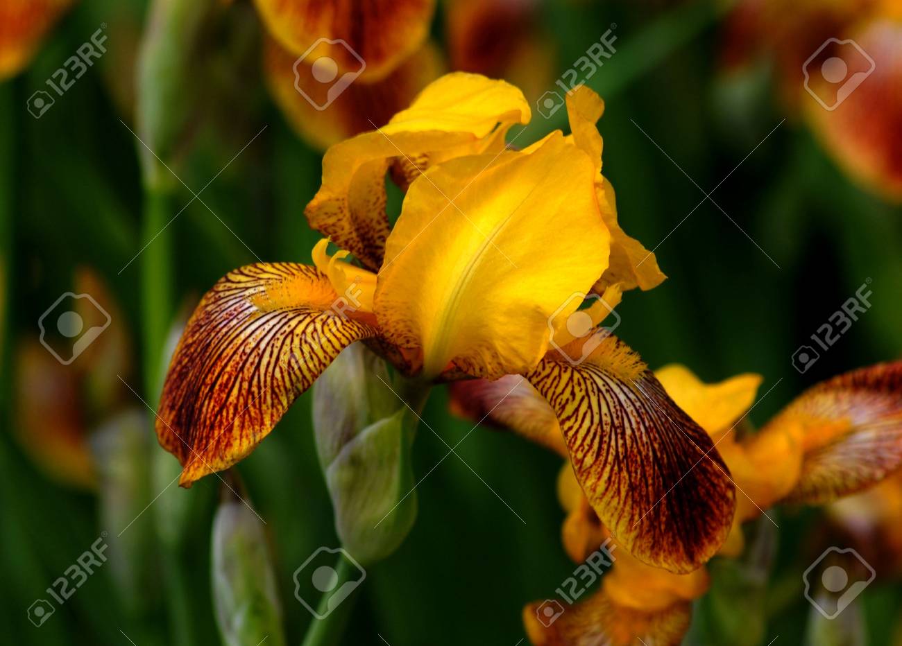 etiam-dictum-ipsum-a-felis