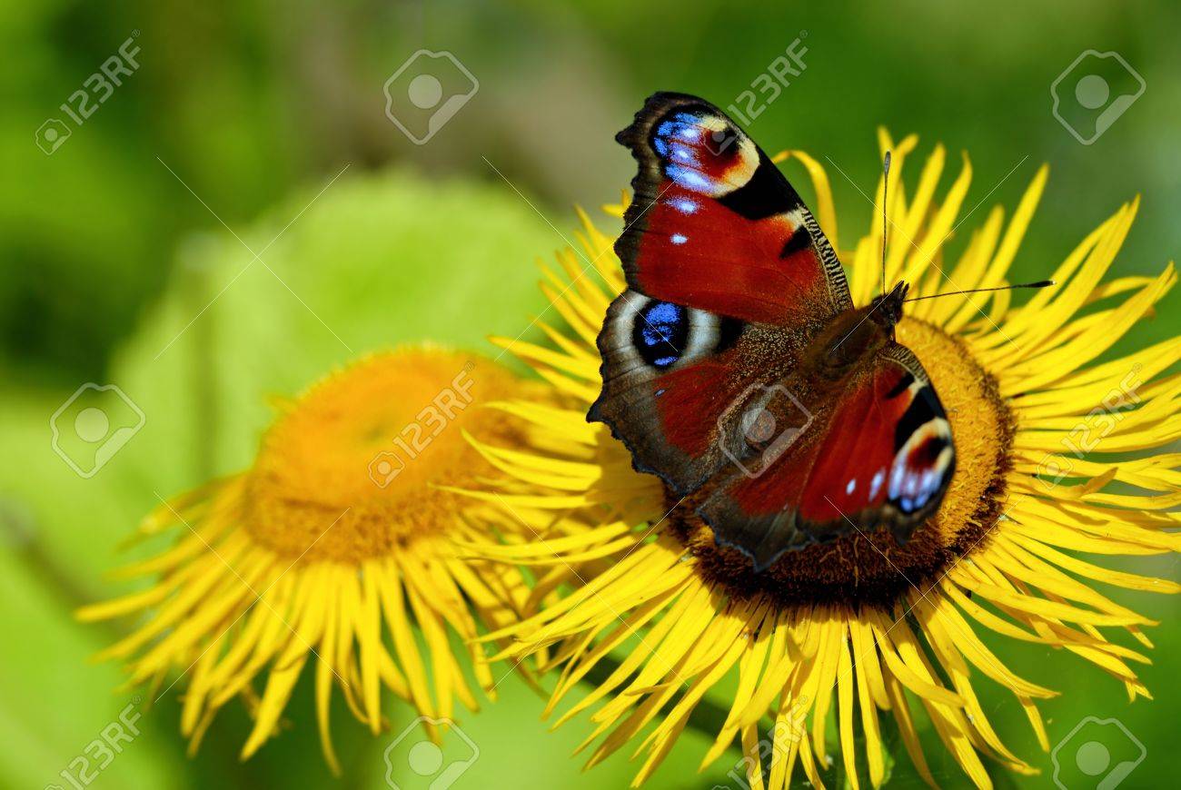 etiam-dictum-ipsum-a-felis