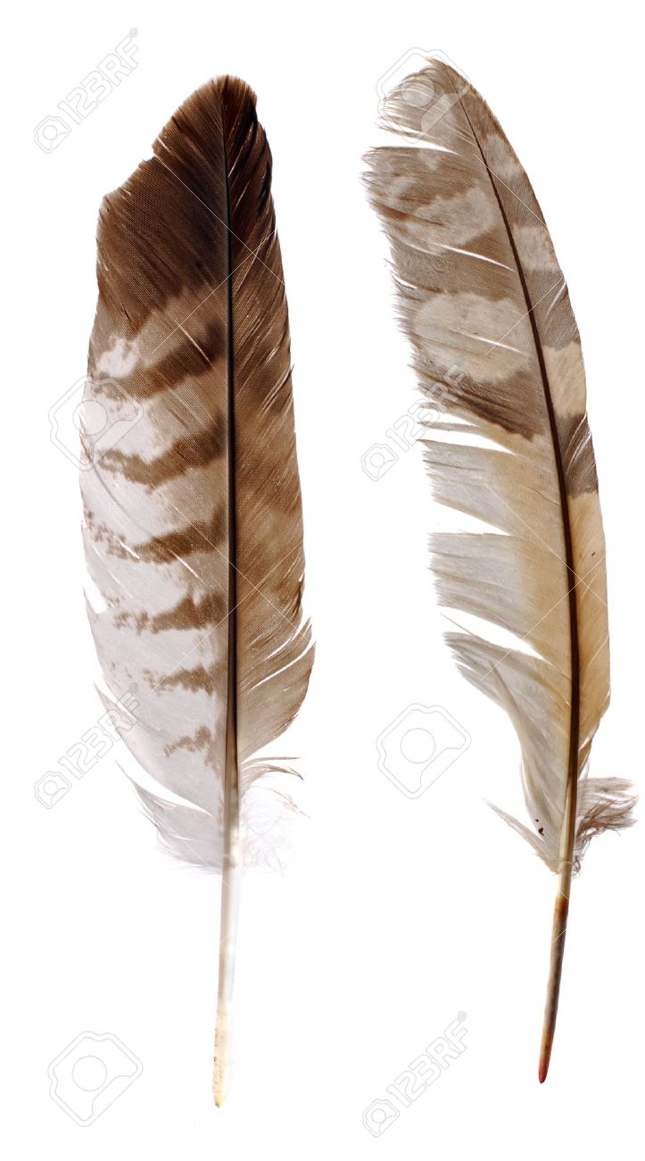 plumas de aves