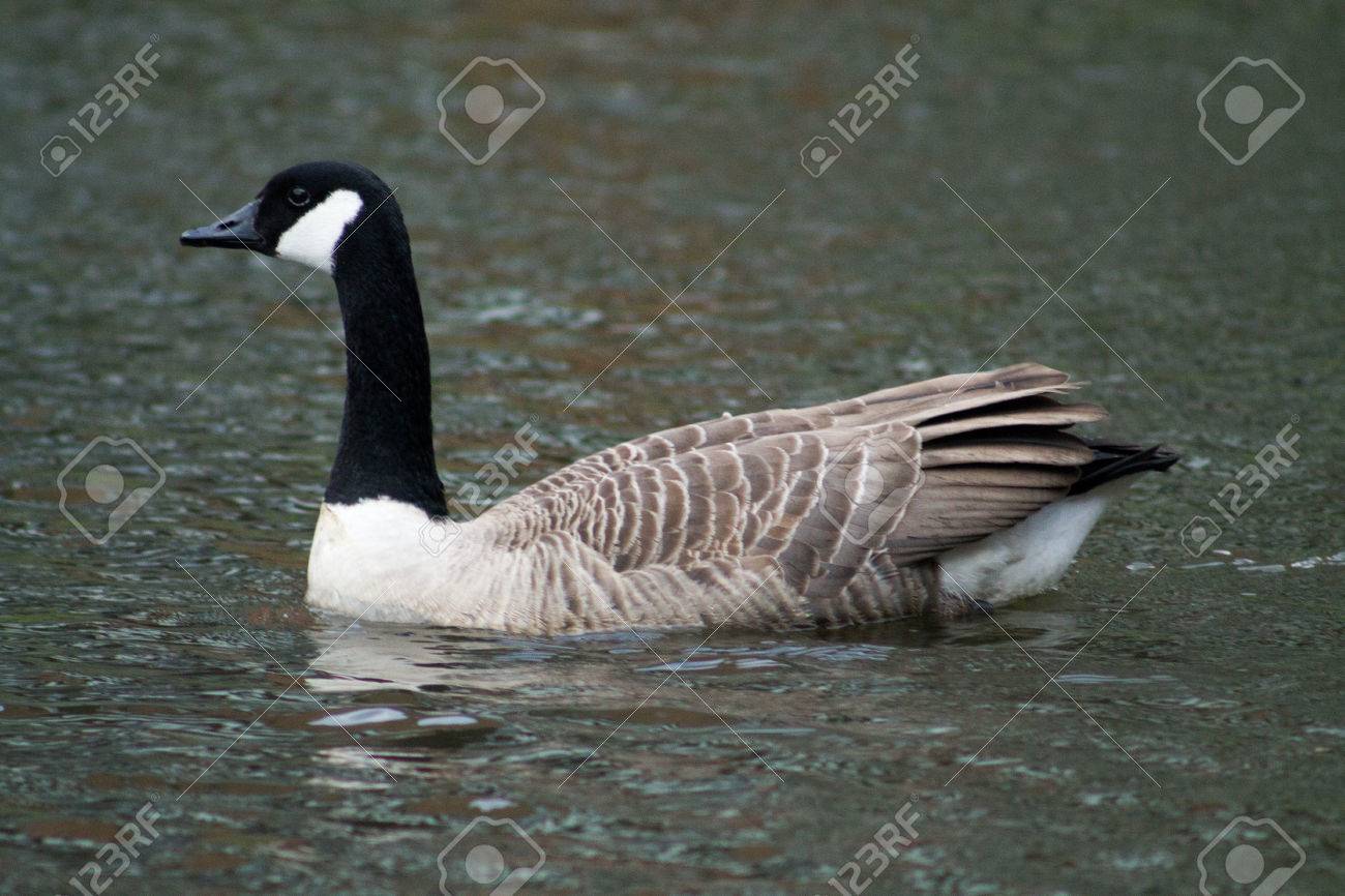 canada goose logo rechts of links canada goose logo rechts of links