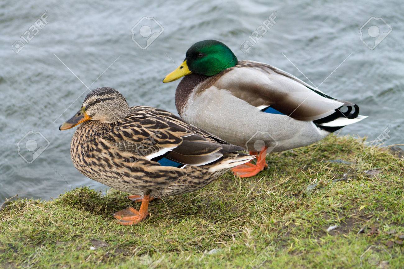 Couple Of Mallard Ducks Standing Next To Water Stock Photo Picture And Royalty Free Image Image Couple Of Mallard Ducks Standing Next To Water Stock Photo Picture And Royalty Free Image Image