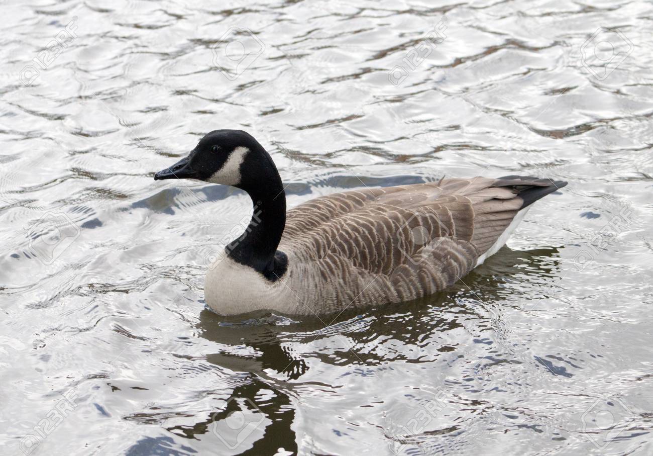 canada goose logo right or left canada goose logo right or left