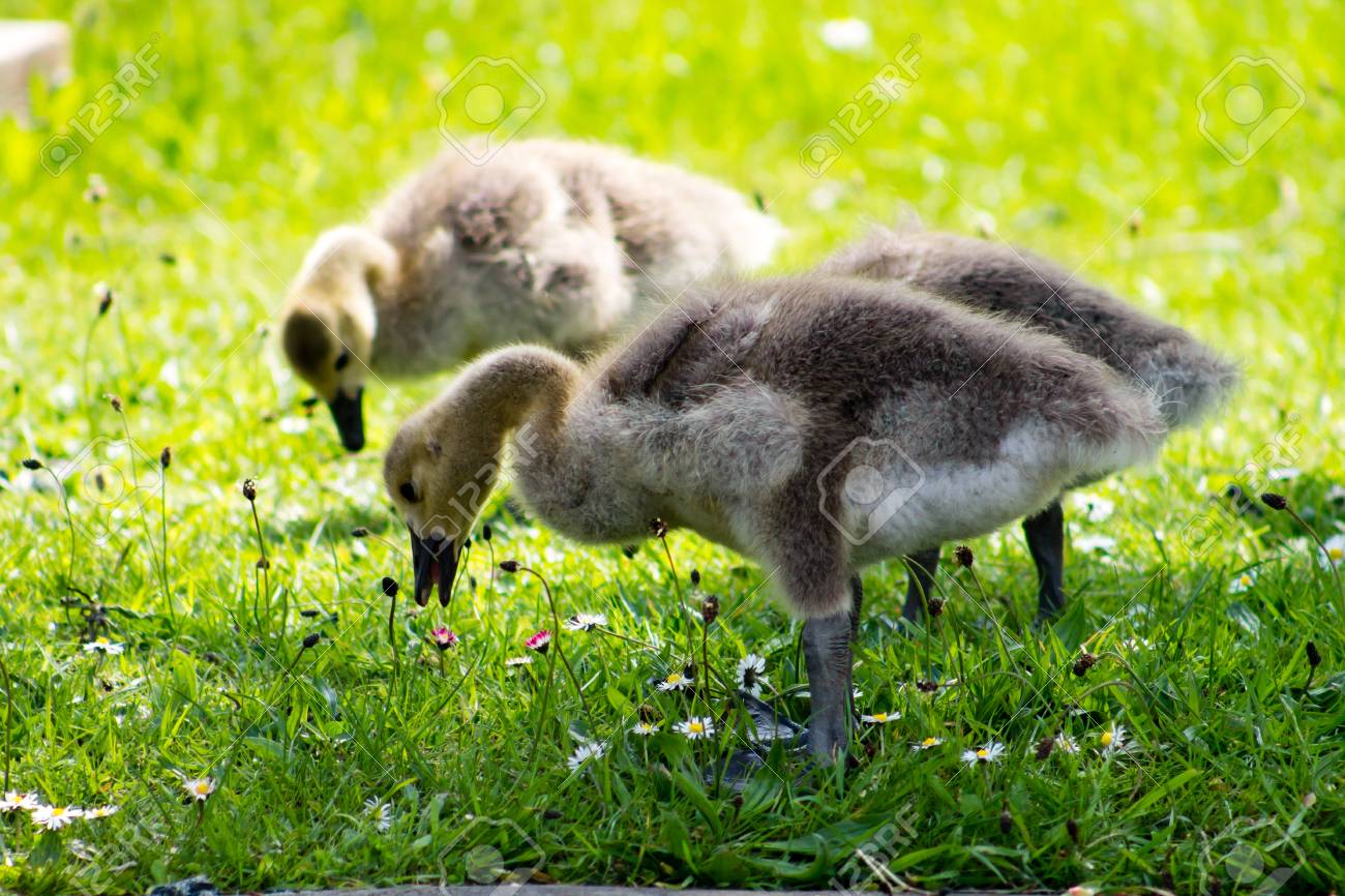 canada goose Bambino GIALLO canada goose Bambino GIALLO