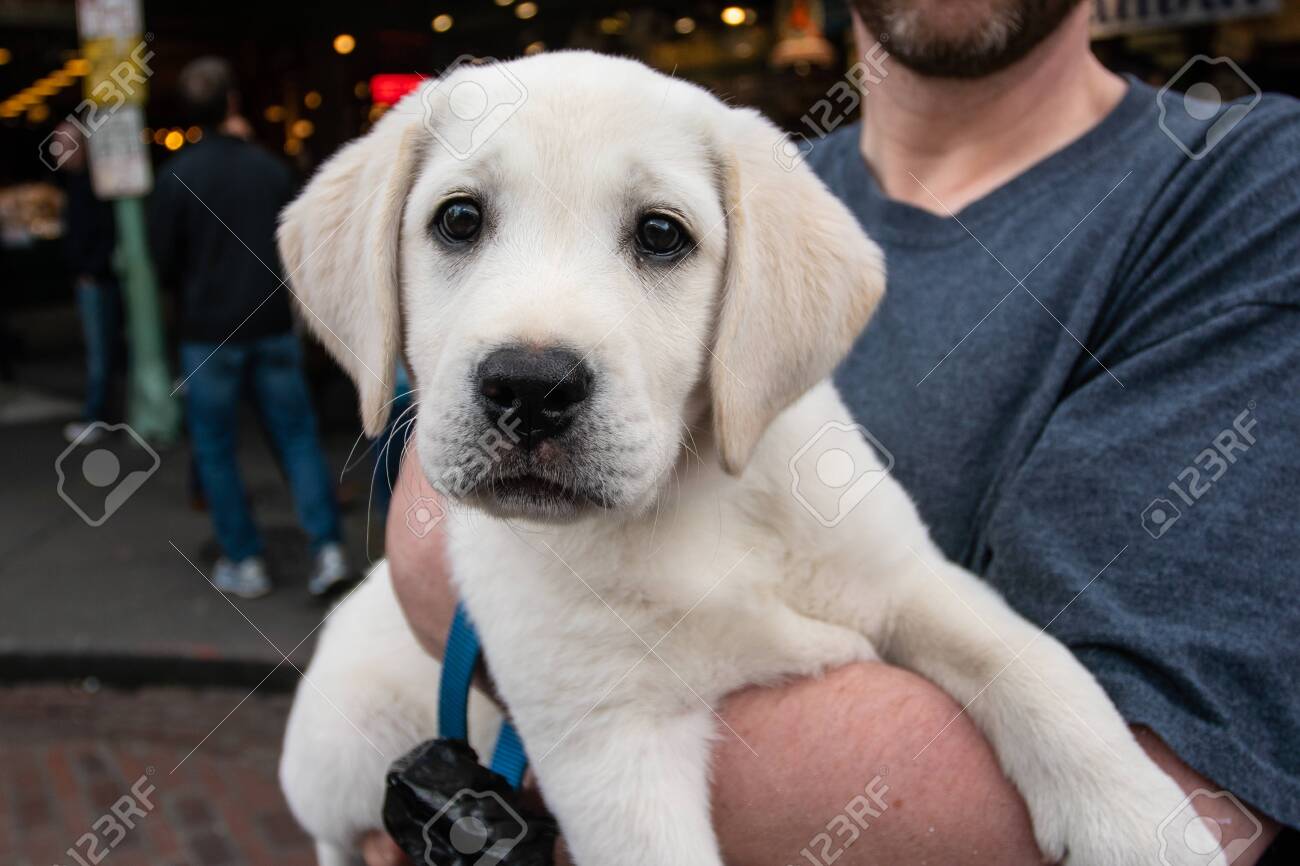 cute yellow lab