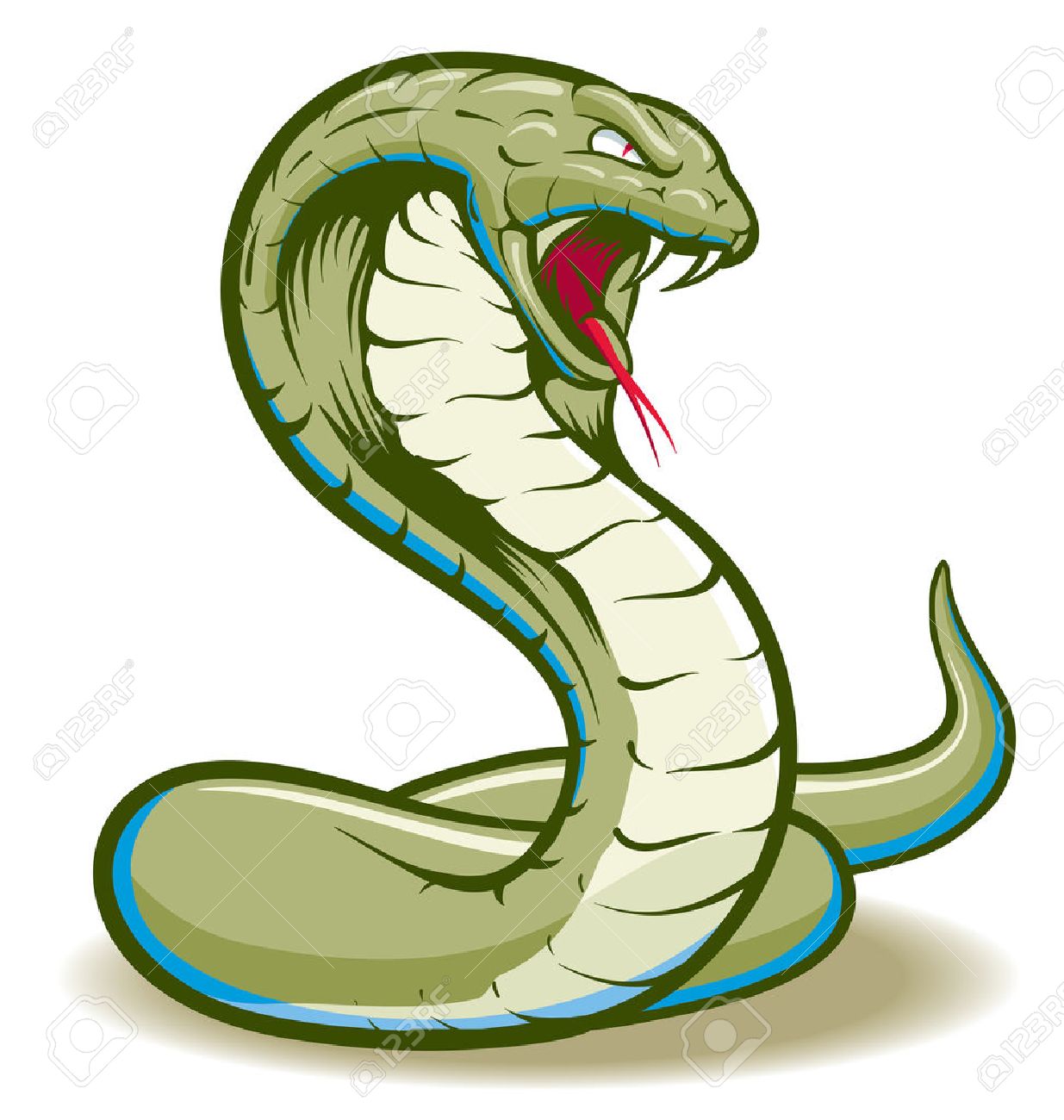 Cobra Snake curled and ready to strike showing fangs and tongue - 35459631 Cobra Snake curled and ready to strike showing fangs and tongue - 35459631