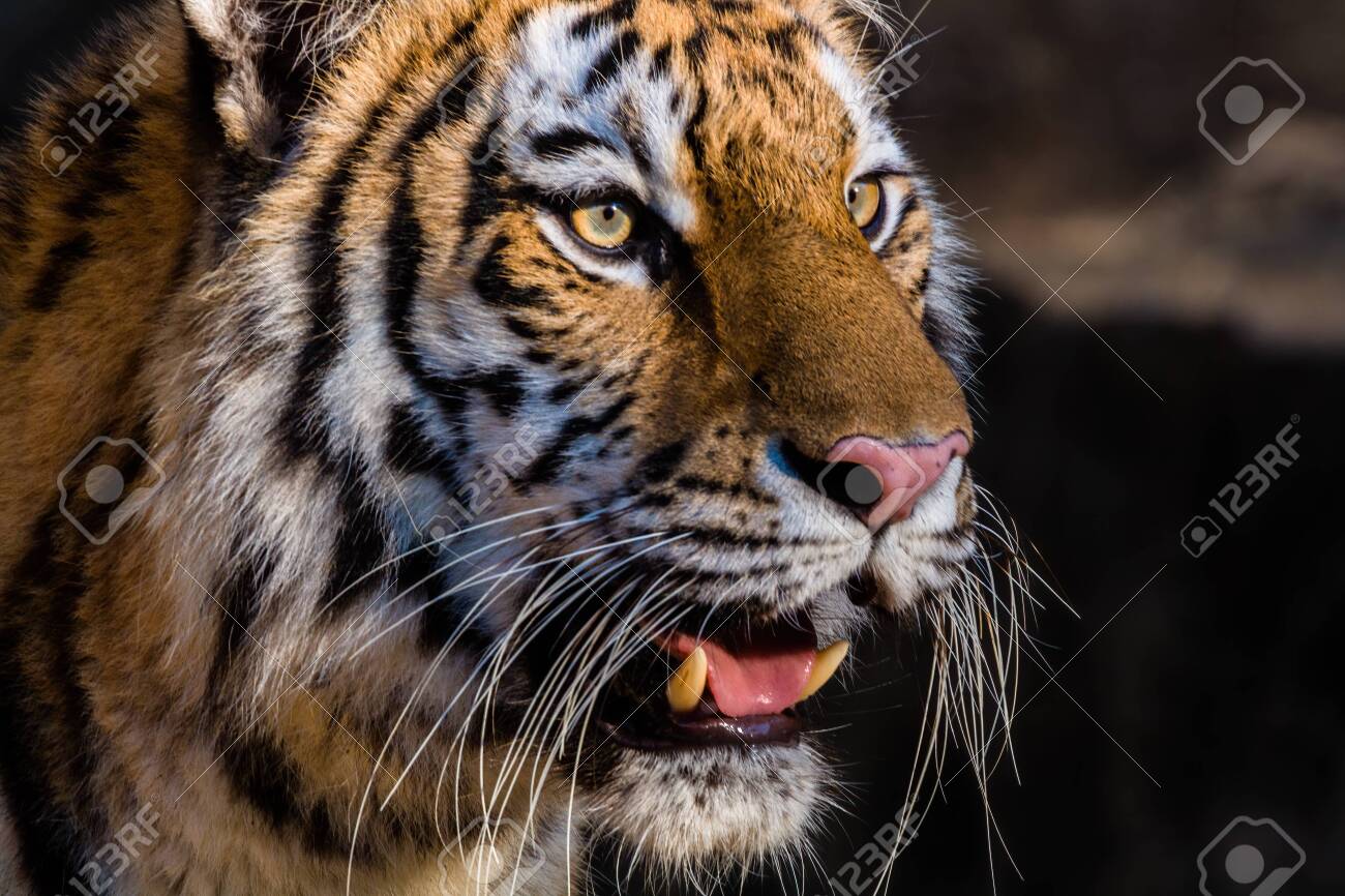 etiam-dictum-ipsum-a-felis