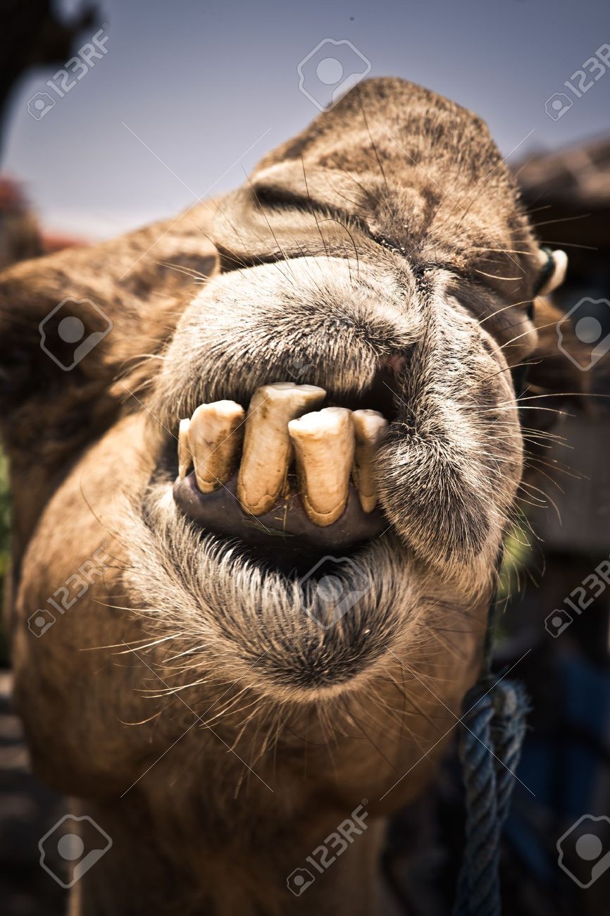 Humorous image of a camel with bad teeth in need of a visit to the dentist displaying them for the camera - 19766667 Humorous image of a camel with bad teeth in need of a visit to the dentist displaying them for the camera - 19766667