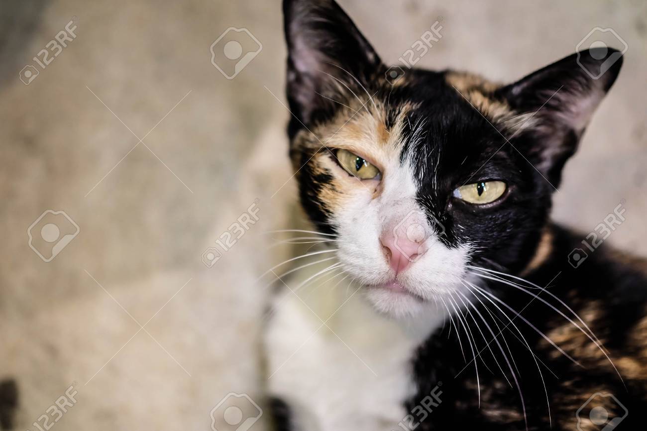 etiam-dictum-ipsum-a-felis