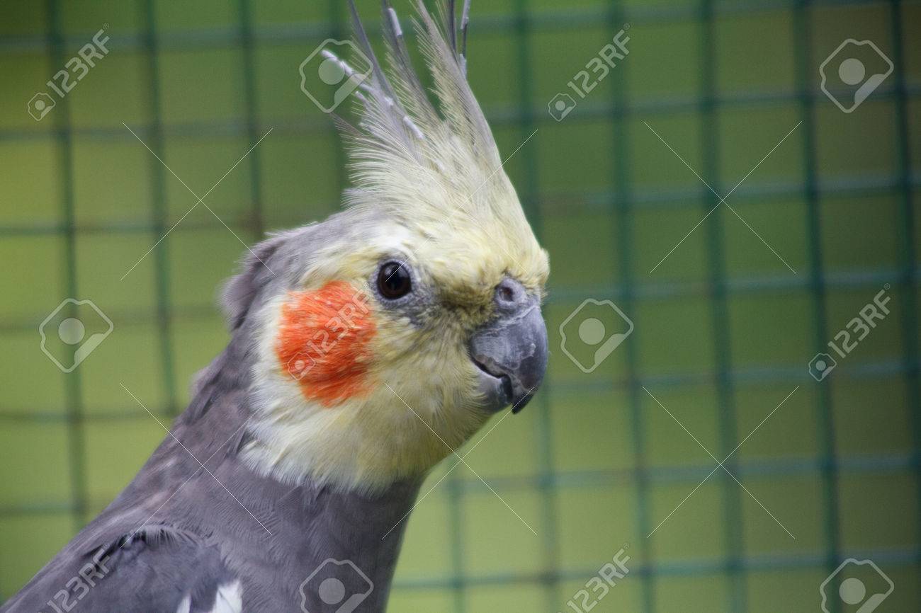 grey cockatiel bird