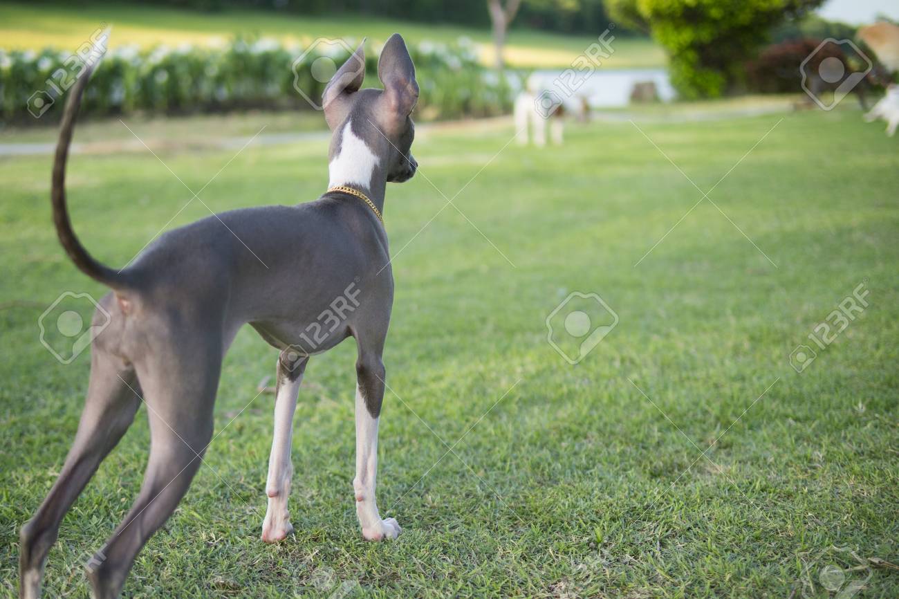 italian greyhound collar